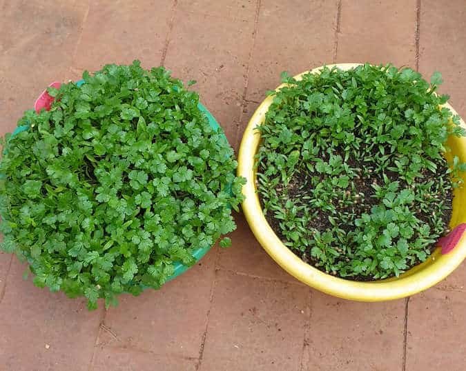 results of coriander seed germination