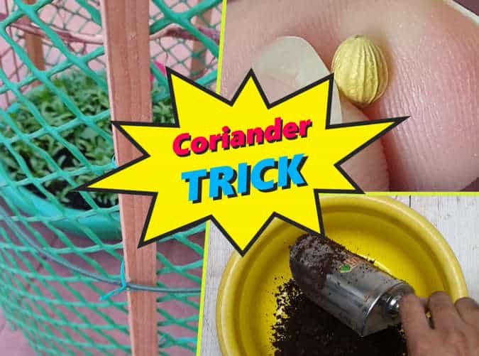 secret trick to grow cilantro