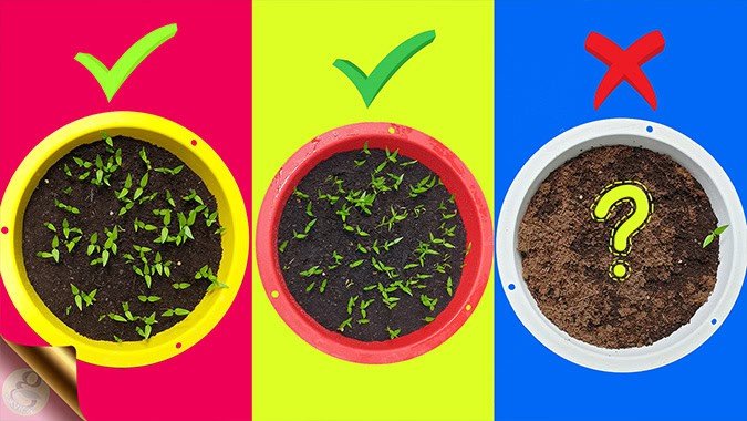 Seed Germination Mistakes and Why Seeds Not Sprouting