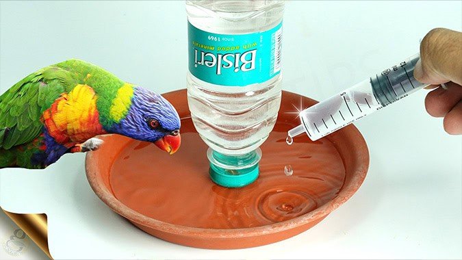 HOW TO ATTRACT BIRDS TO GARDEN - DIY BIRD FEEDERS
