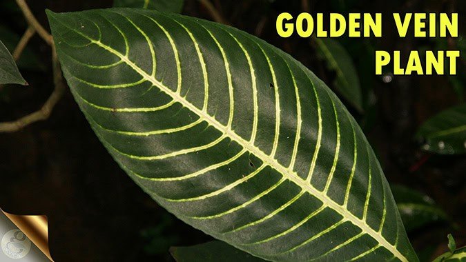 Sanchezia Plant Care and Propagation