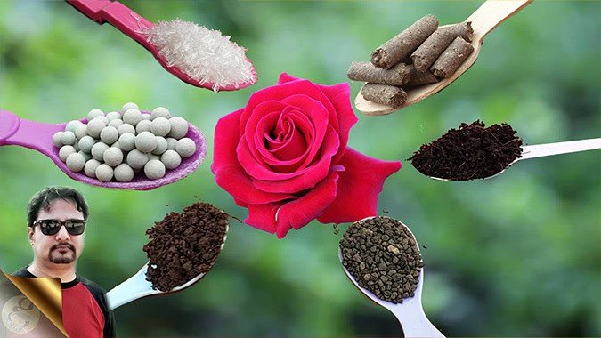 BEST NATURAL FERTILIZERS FOR ORGANIC GARDENING