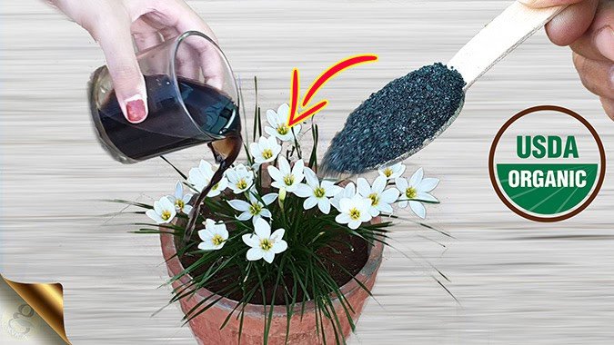 ORGANIC FERTILIZER – HUMIC ACID