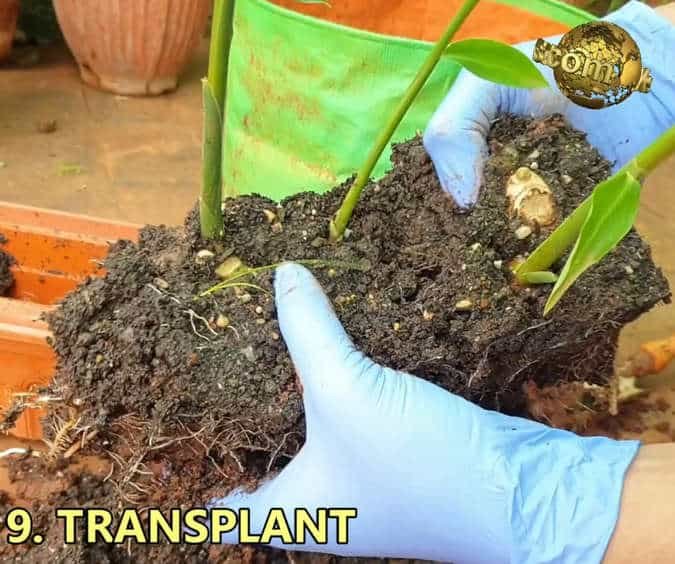 growing ginger at home