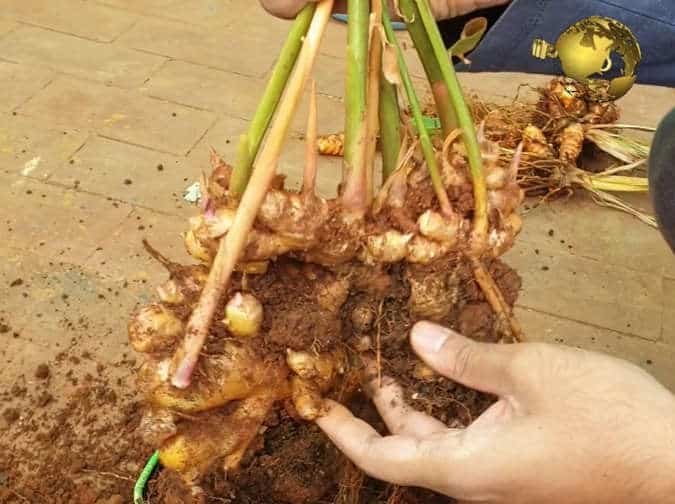 harvesting ginger
