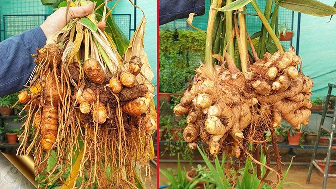 How to Grow Ginger in pots at home