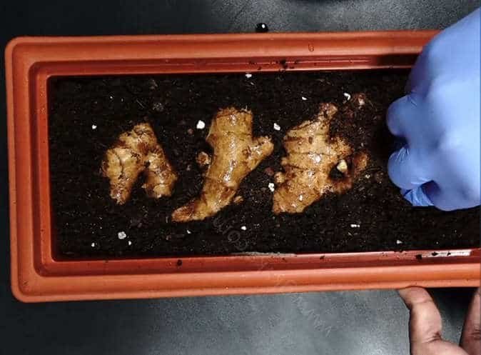 grow ginger in pots