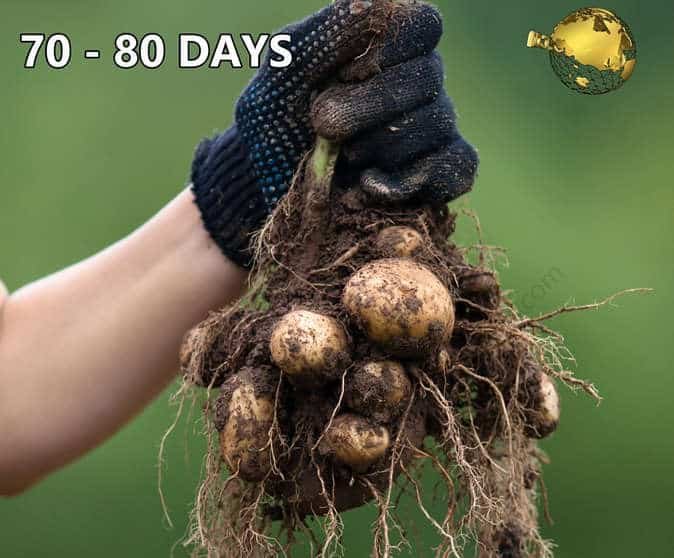 Harvesting potatoes