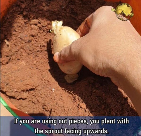 planting potatoes correctly