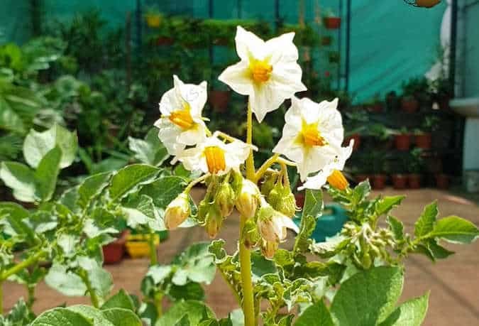 how to grow potatoes guide