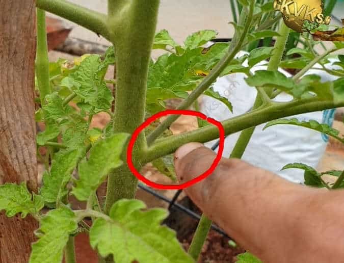 Tomato Suckers