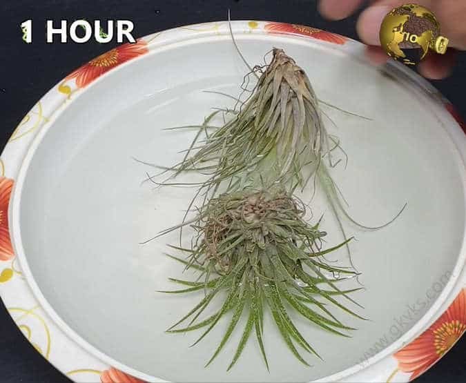 How To Water Air Plants