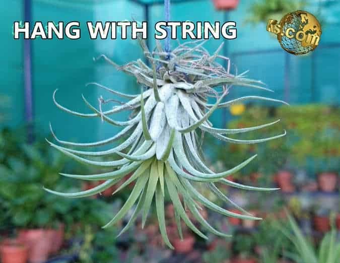 installing air plants tillandsias