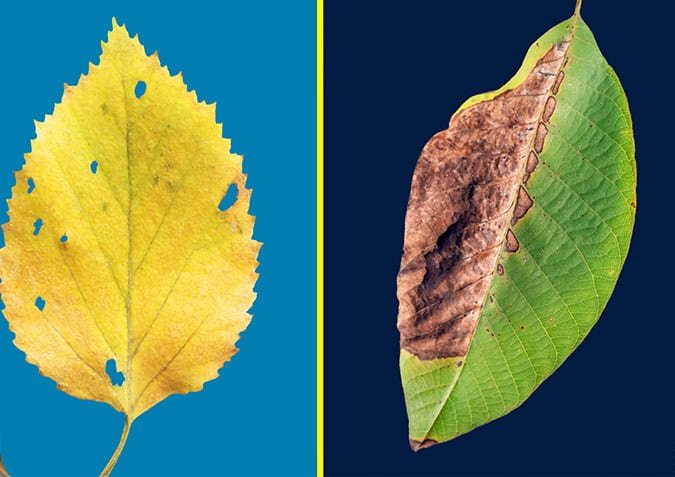 leaf-yellow-and-leaf-browning