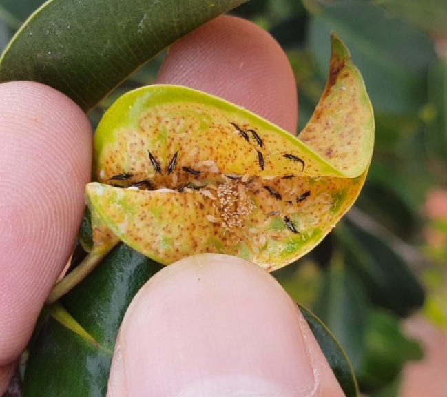 leaves turning yellow due to pest attacks