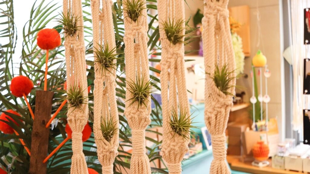 How To Care For Air Plants