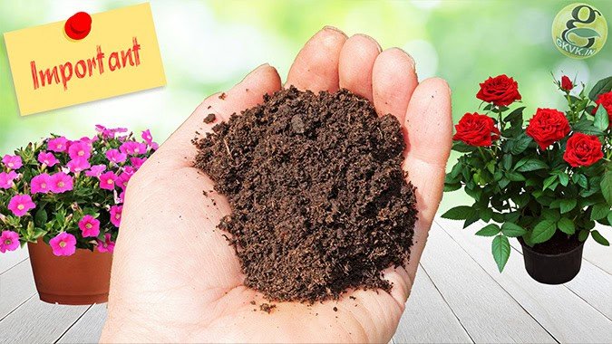 Epic Gardening Tips for spring season