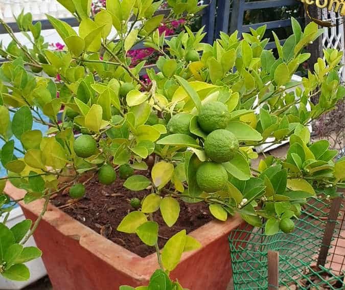growing citrus trees in pots