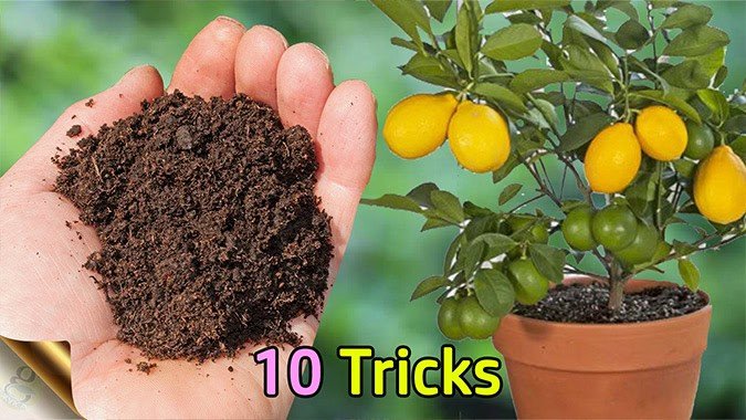 how to grow a lemon tree in pot
