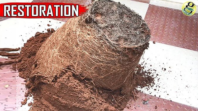 restoration of old potting soil