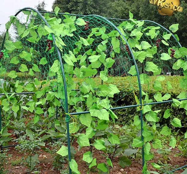 growing beans