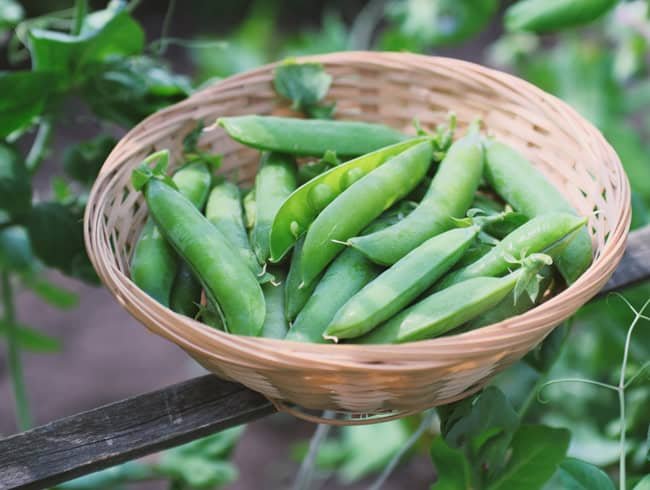 HOW TO GROW BEANS AT HOME IN POTS