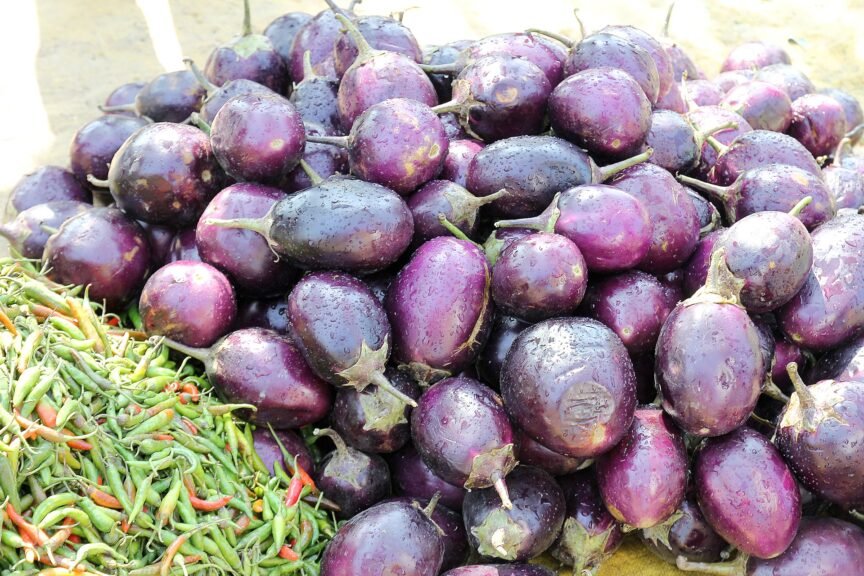 how to grow eggplant at home