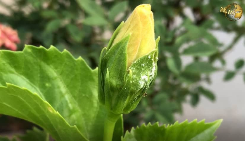 Bud Blast - Premature Bud Drop off
