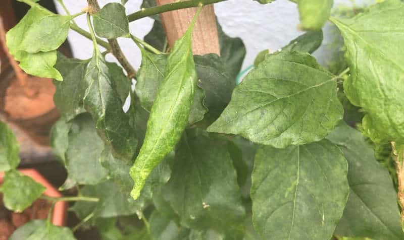 leaf curl down with yellowing