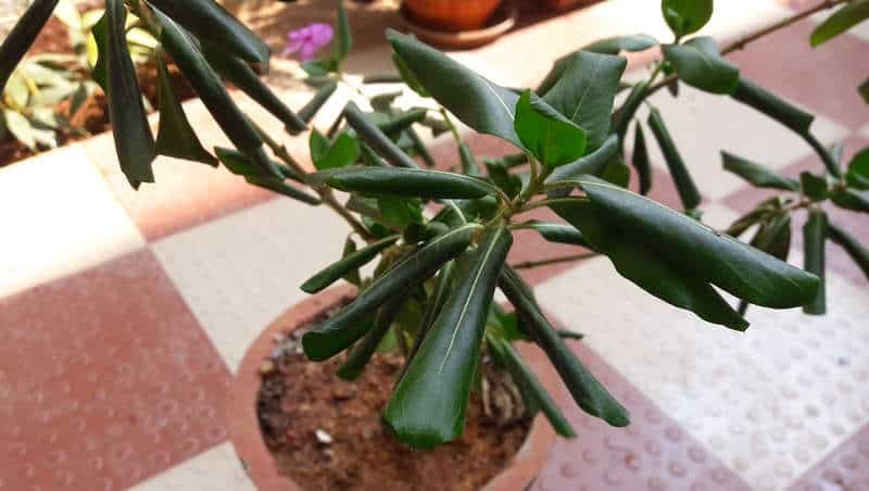 leaf curl downward and folding leaves