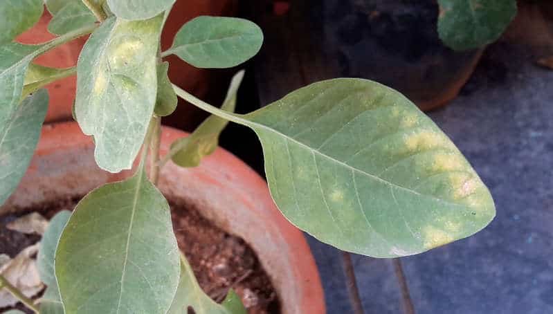 leaf curl due to nutritional deficiency