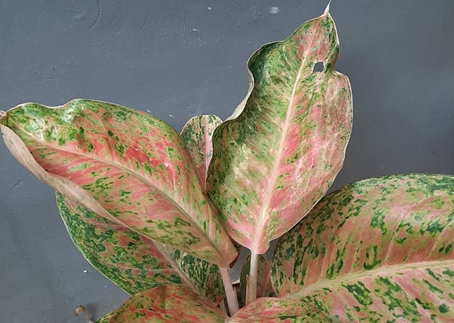 Leaf Curl in Plants