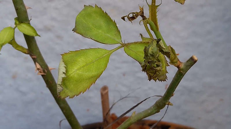 leaf curl upwards and folding