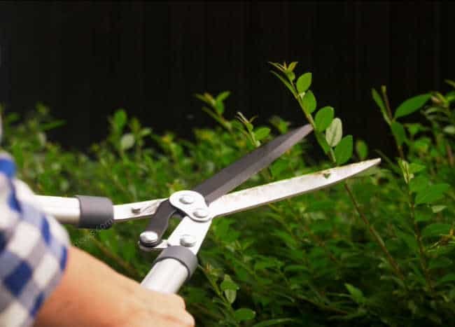Hedge shears