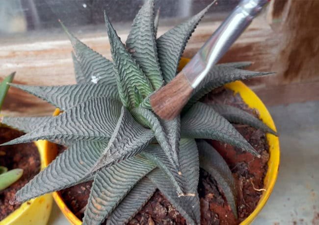 cleaning-and-caring-for-succulents