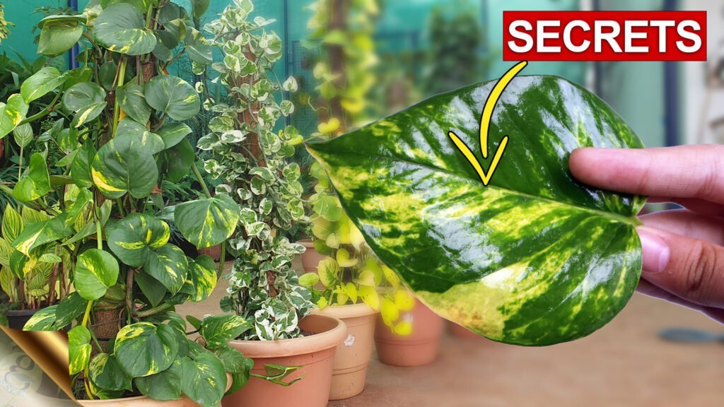 money plant care tips