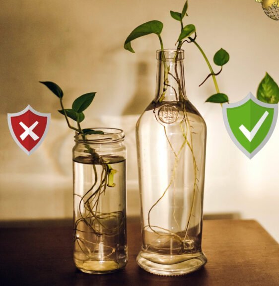 money plant in water