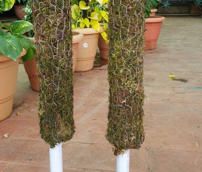 moss sticks for money plant