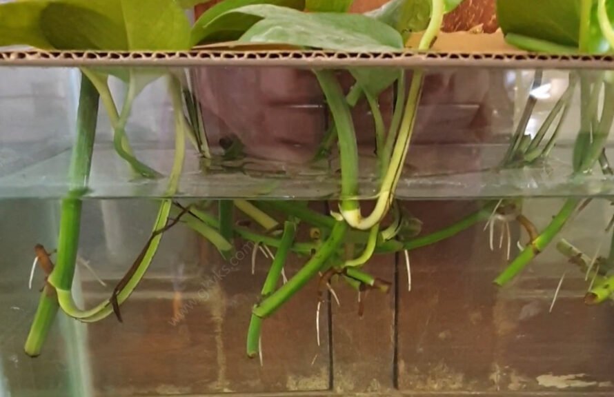 propagation of money plant