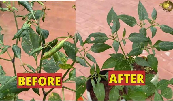 ASAFOETIDA in agriculture