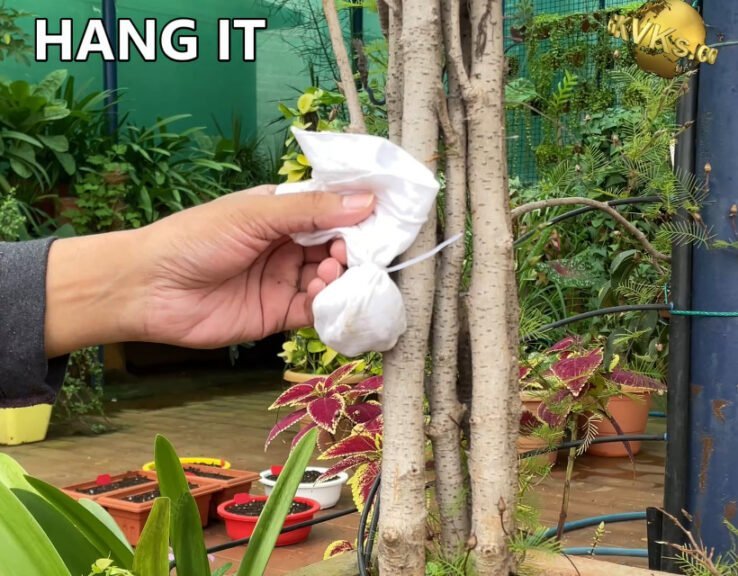 ASAFOETIDA in gardening