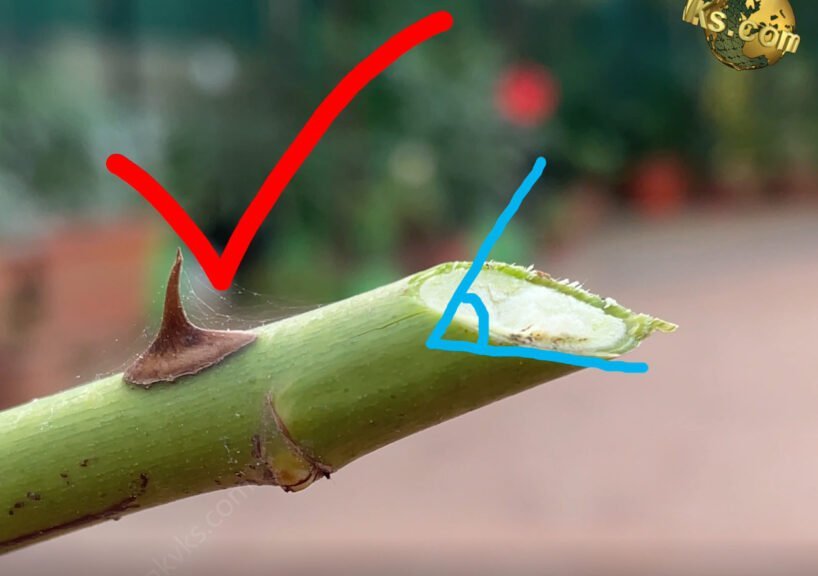 how to grow rose from cuttings faster