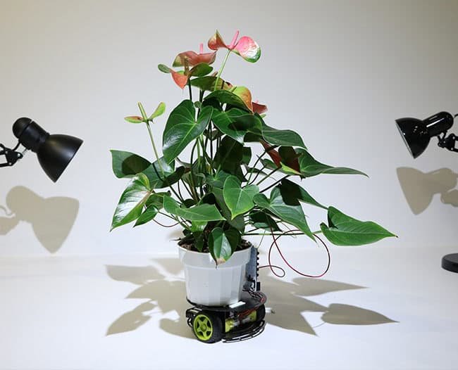 low maintenance plants for home