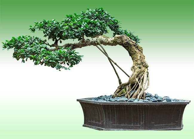 Bonsai Hacks for making Bonsai