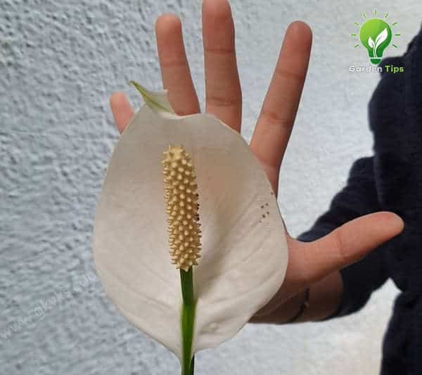 increase flowering in Peace Lily plant