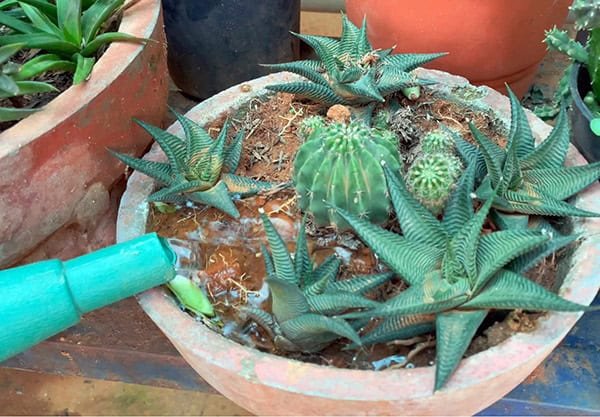 SUCCULENT GROWING MISTAKES