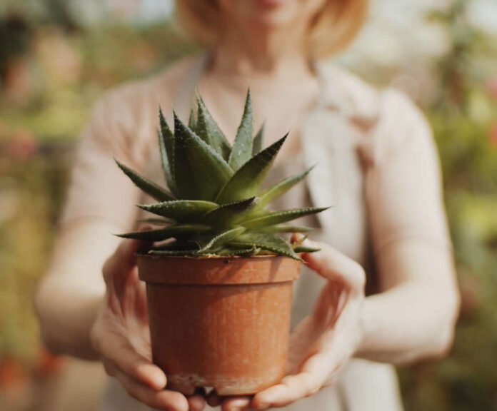 Growing Succulents