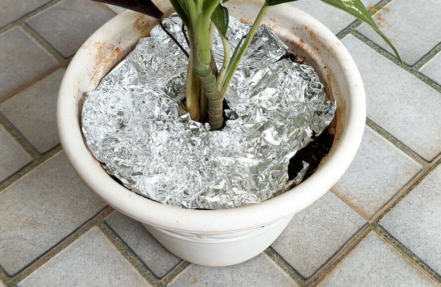 Aluminum Foil Mulch garden experiment