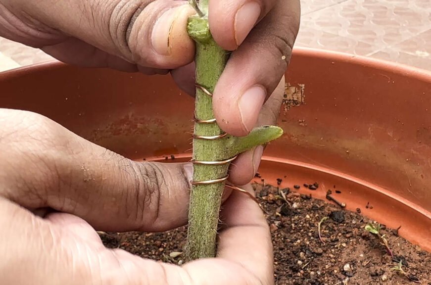 Effect Of Copper On Plant Growth