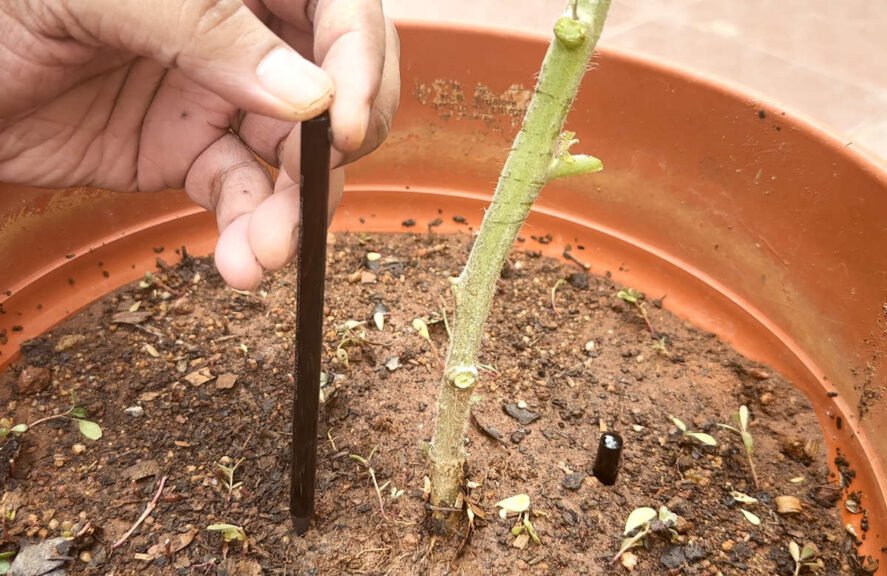Graphite Rods For Plant experiment